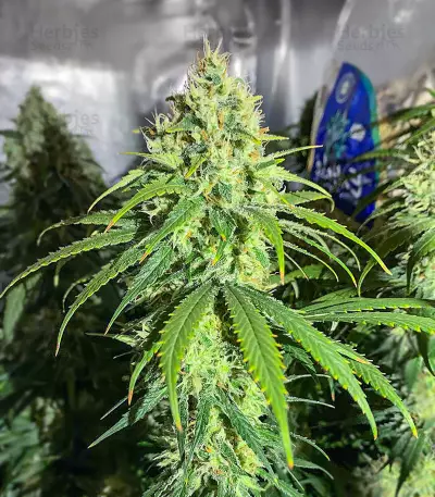 Glue Sherbert feminisierte Samen (AlphaFem Seeds)