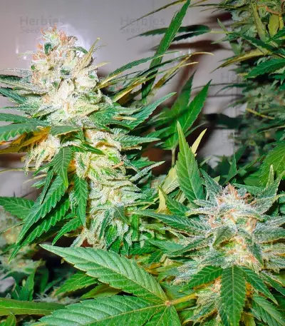 Great White Shark (GHS) Cannabis-Samen