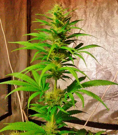 Hubble Bubble (Mandala seeds) Cannabis-Samen