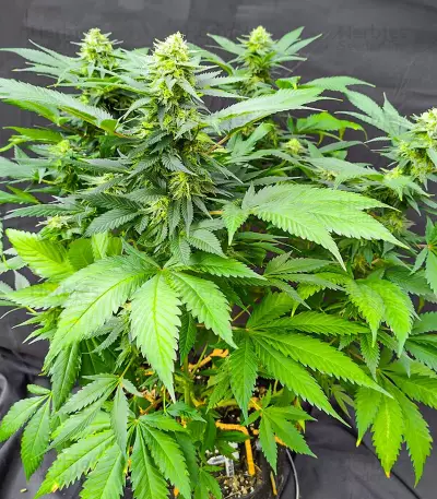 I'm Alive feminisierte Samen (AlphaFem Seeds)
