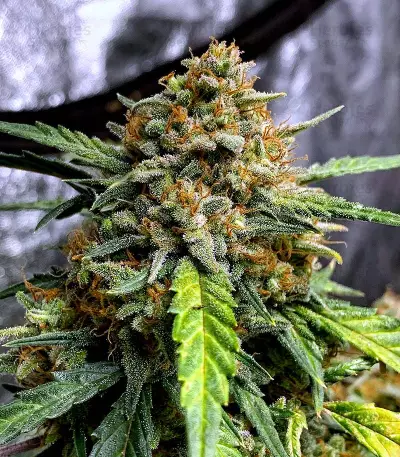 Original Auto Northern Lights (Fast Buds) Cannabis-Samen