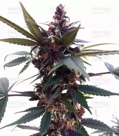 Purple Bud (White Label) Cannabis-Samen