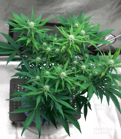 Runtz feminisierte Samen (Barney’s Farm)