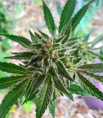 Sour Diesel x OG Kush feminisierte Samen (Seedkeepers)
