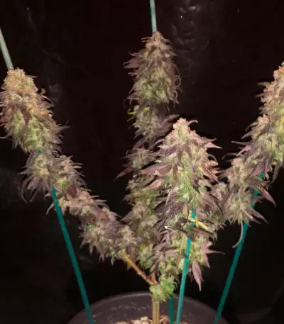 Spicy White Devil (Samsara Seeds) Cannabis-Samen