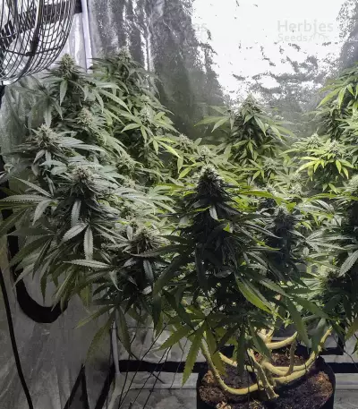 Blue Gelato 41 feminisierte Samen