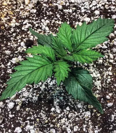 Bruce Banner #3 feminisierte Samen (Original Sensible Seeds)