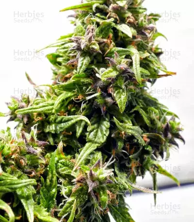 Buddha Medikit Auto CBD (Buddha Seeds) Cannabis-Samen