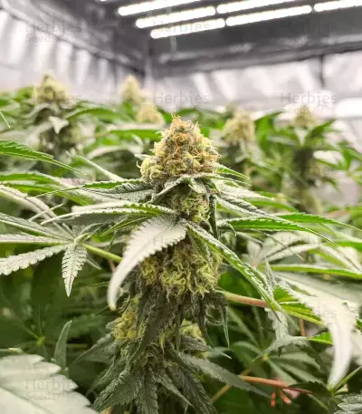 G13 Genius feminisierte Samen (Brothers Grimm Seeds)