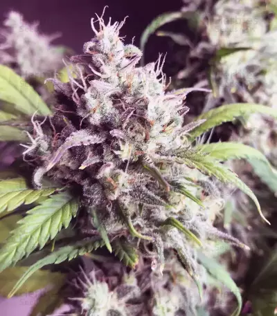 Gorilla Cookies Auto (Fast Buds)