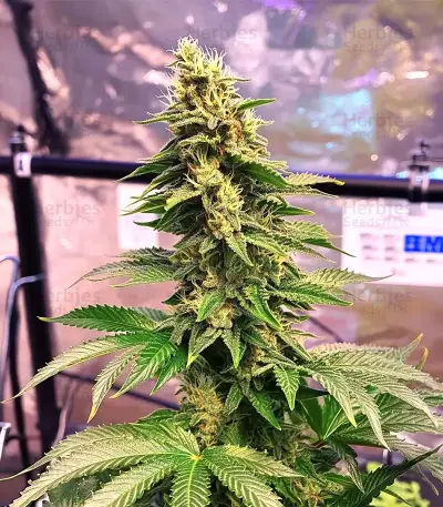 LFG (Barney's Farm)