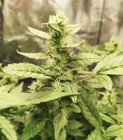 Pineapple Gum (Blackskull Seeds) Cannabis-Samen
