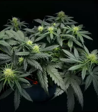 Pound Cake Auto feminisierte Samen (Fast Buds)