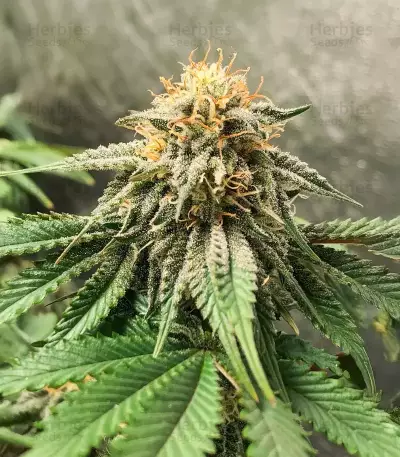 Princess Haze feminisierte Samen (Brothers Grimm Seeds)