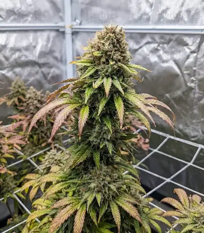 Raspberry Waffle CBD (Devils Harvest Seeds) Cannabis-Samen