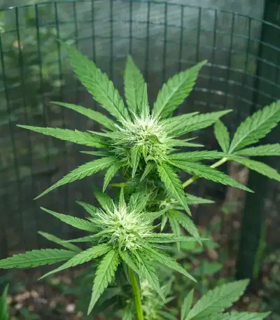 Space Cookies Auto feminisierte Samen (Delicious Seeds)