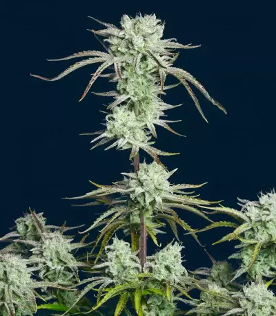 Strawberry Banana Auto feminisierte Samen (Fast Buds)