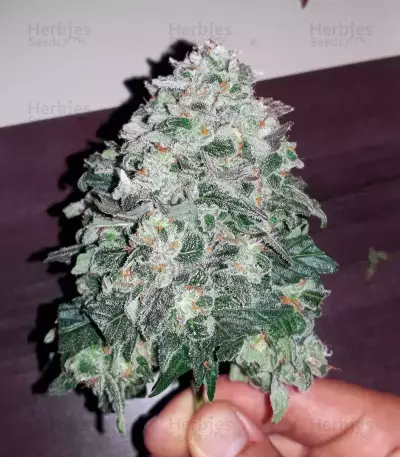 THC Bomb Auto (Bomb Seeds) Cannabis-Samen