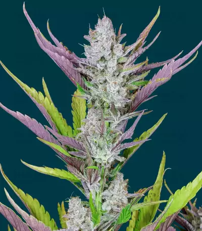 Wedding Glue Auto feminisierte Samen (Fast Buds)