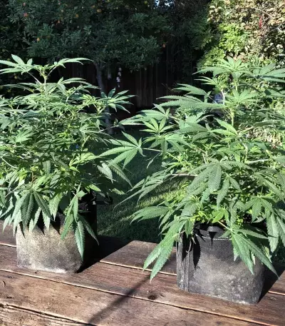 Z (Original Sensible Seeds) Cannabis-Samen