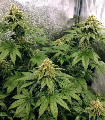 Z (Original Sensible Seeds) Cannabis-Samen