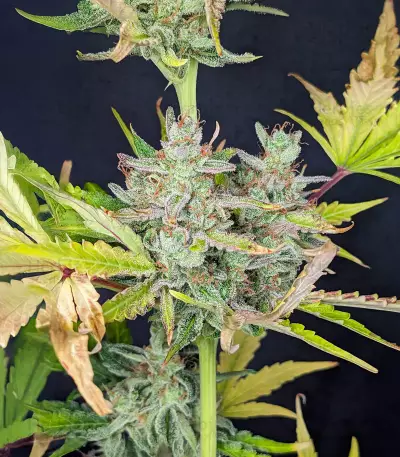 Trainwreck Fast Version feminisierte Samen (Seedkeepers)