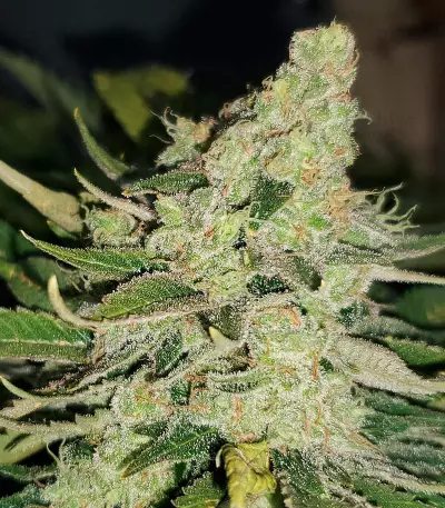 Zombie Death Fuck (BlimBurn Seeds) Cannabis-Samen