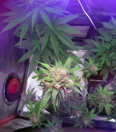 Auto Monster Mass (Critical Mass Collective Seeds) Cannabis-Samen