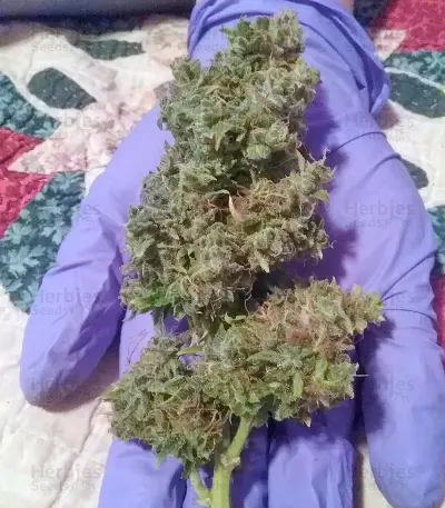 + Speed Auto (Sweet Seeds) Cannabis-Samen