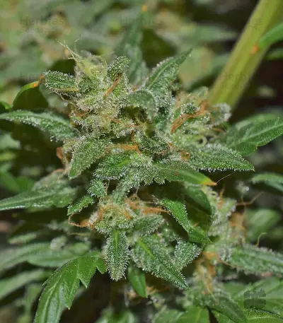 Mexican Airlines Auto (Fast Buds) Cannabis-Samen