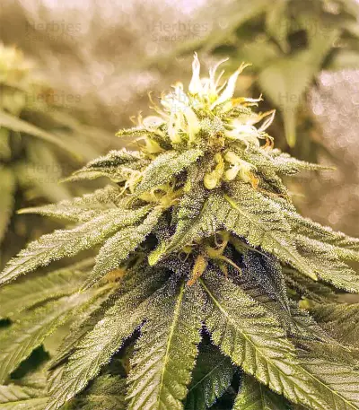 Amnesia (Seedstockers) Cannabis-Samen