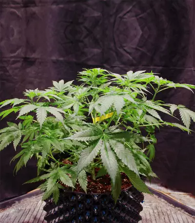 Big Stilton Auto (Big Head Seeds) Cannabis-Samen