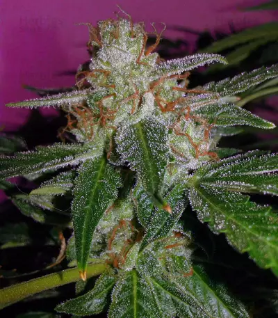 Buddha Magnum Auto regular (Buddha Seeds) Cannabis-Samen