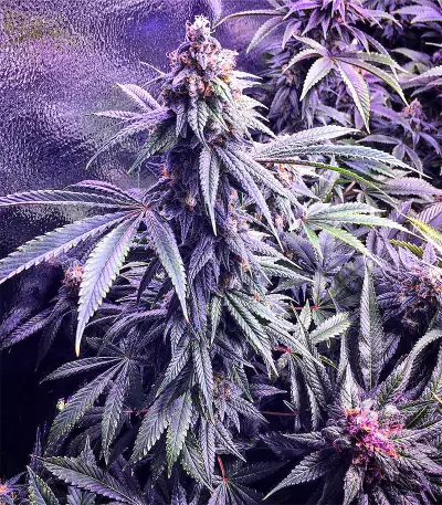 Chem Berry D regular (Dark Horse Genetics) Cannabis-Samen