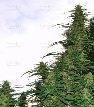 Destroyer Regular (CannaBioGen) Cannabis-Samen