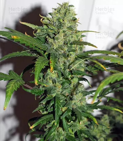 Destroyer Regular (CannaBioGen) Cannabis-Samen