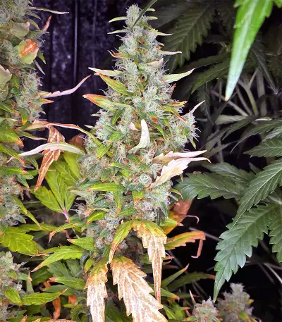 Destroyer (CannaBioGen) Cannabis-Samen