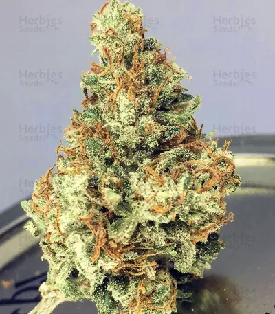 Dreamberry Auto (Auto Seeds) Cannabis-Samen