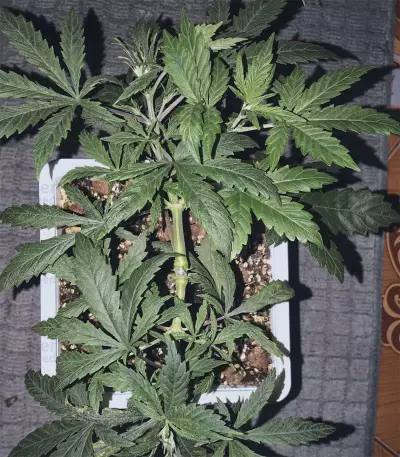 Gelato (Blackskull Seeds) Cannabis-Samen