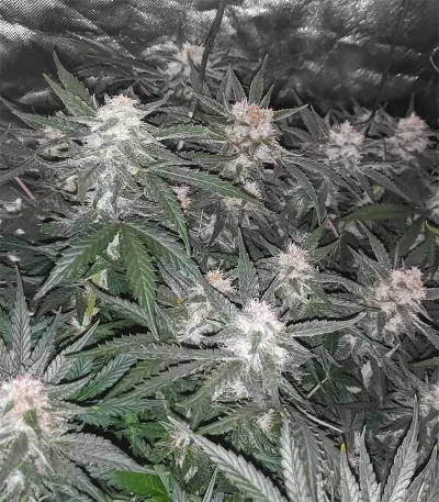 Green Gelato Automatic (RQS) Cannabis-Samen