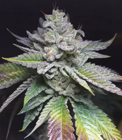 Josh D OG (Karma Genetics) Cannabis-Samen