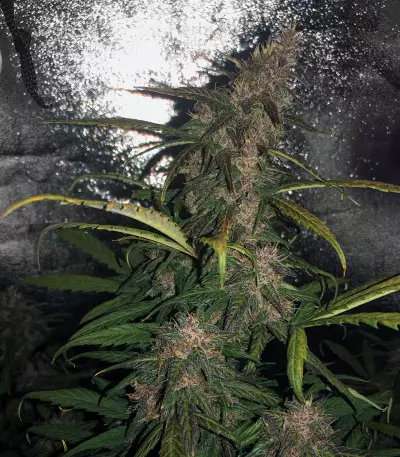 Lemonberry Haze Auto (Original Sensible Seeds) Cannabis-Samen