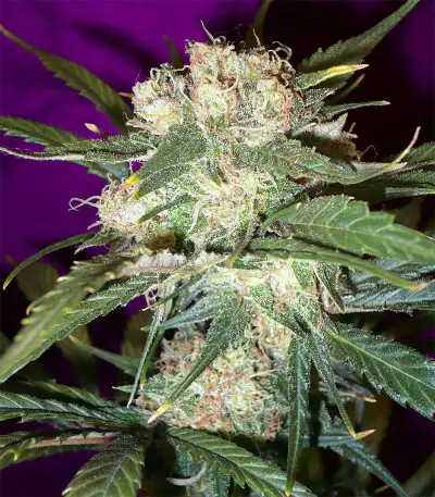 Mango Haze Regular (Mr. Nice Seedbank) Cannabis-Samen