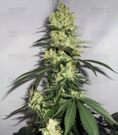 NL5 x Haze Regular (Mr. Nice Seedbank) Cannabis-Samen