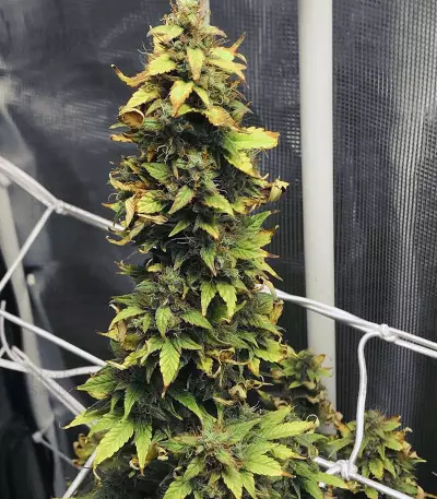 NL Auto (G13 Labs) Cannabis-Samen