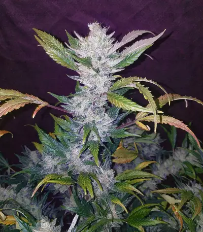 NYC Diesel regular (Soma Seeds) Cannabis-Samen