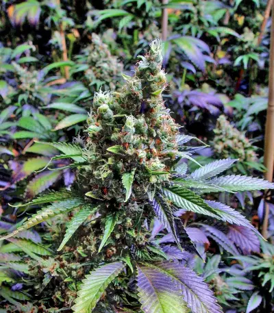 NYC Diesel regular (Soma Seeds) Cannabis-Samen