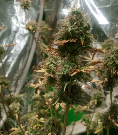 Mix Pack Feminized (Seedstockers) Cannabis-Samen
