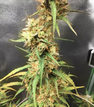 Pineapple Punch regular (Flying Dutchmen) Cannabis-Samen