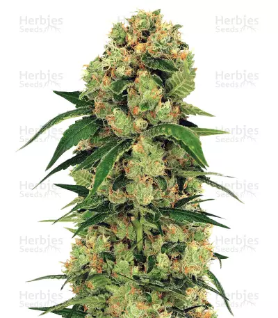 Pink Floyd Regular (Mr. Nice Seedbank) Cannabis-Samen
